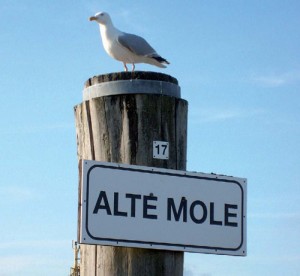 Möwe