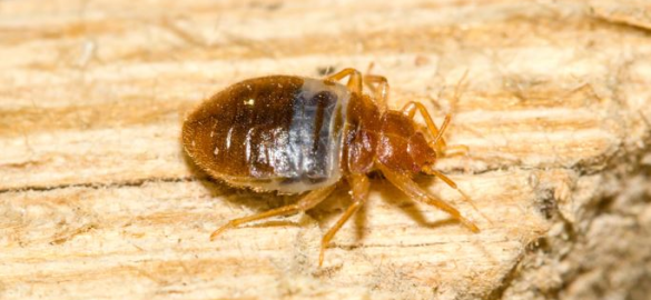 Zur guten Nacht: Süßes Blut